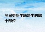 今日更新牛腩是牛的哪个部位