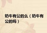 奶牛有公的么（奶牛有公的吗）