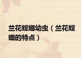 兰花螳螂幼虫（兰花螳螂的特点）