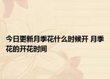 今日更新月季花什么时候开 月季花的开花时间