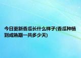 今日更新香瓜长什么样子(香瓜种植到成熟期一共多少天)