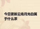 今日更新云南月光白属于什么茶