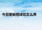 今日更新绣球花怎么养