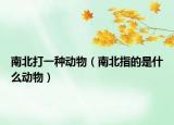 南北打一种动物（南北指的是什么动物）