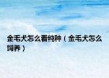 金毛犬怎么看纯种（金毛犬怎么饲养）