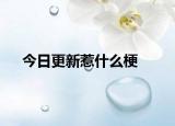 今日更新惹什么梗