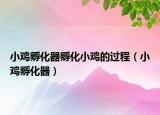 小鸡孵化器孵化小鸡的过程（小鸡孵化器）