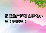 鹦鹉鱼产卵怎么孵化小鱼（鹦鹉鱼）