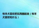 牧羊犬喜欢把东西圈起来（牧羊犬喜欢吃什么）