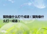 猫狗像什么打个成语（猫狗像什么打一成语）