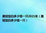 美短加白多少钱一只2021年（美短加白多少钱一只）