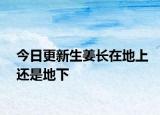今日更新生姜长在地上还是地下