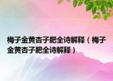 梅子金黄杏子肥全诗解释（梅子金黄杏子肥全诗解释）