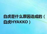 白虎是什么原因造成的（白虎HYAKKO）