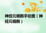 神经元细胞手绘图（神经元细胞）