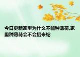 今日更新家里为什么不能种薄荷,家里种薄荷会不会招来蛇