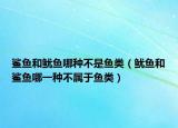 鲨鱼和鱿鱼哪种不是鱼类（鱿鱼和鲨鱼哪一种不属于鱼类）
