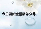 今日更新金柑橘怎么养