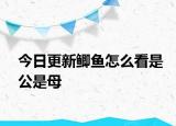 今日更新鲫鱼怎么看是公是母