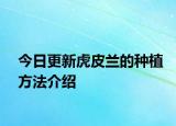 今日更新虎皮兰的种植方法介绍