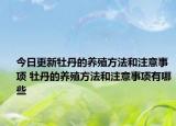 今日更新牡丹的养殖方法和注意事项 牡丹的养殖方法和注意事项有哪些