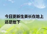 今日更新生姜长在地上还是地下