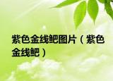 紫色金线鲃图片（紫色金线鲃）