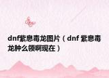 dnf紫息毒龙图片（dnf 紫息毒龙肿么领啊现在）