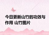 今日更新山竹的功效与作用 山竹图片