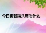 今日更新猫头鹰吃什么