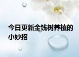 今日更新金钱树养植的小妙招