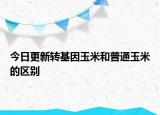 今日更新转基因玉米和普通玉米的区别