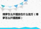 绿萝怎么扦插放在什么地方（绿萝怎么扦插图解）