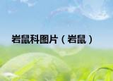 岩鼠科图片（岩鼠）