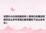 米里长小白虫还能吃吗（原来白米要这样保存这么多年来我们原来都吃下这么多米虫）