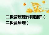 二极管原理作用图解（二极管原理）