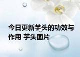 今日更新芋头的功效与作用 芋头图片
