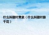 什么叫做叶黄素（什么叫做叶脉干花）