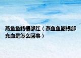 燕鱼鱼鳍根部红（燕鱼鱼鳍根部充血是怎么回事）