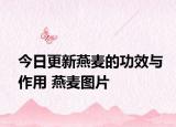 今日更新燕麦的功效与作用 燕麦图片