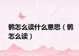鹘怎么读什么意思（鹘怎么读）