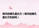 绵羊的瞳孔是长方（绵羊的瞳孔是长方形的吗）