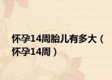 怀孕14周胎儿有多大（怀孕14周）