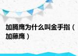 加腾鹰为什么叫金手指（加藤鹰）