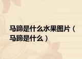 马蹄是什么水果图片（马蹄是什么）