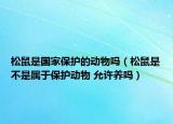 松鼠是国家保护的动物吗（松鼠是不是属于保护动物 允许养吗）