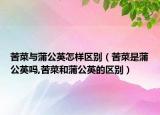 苦菜与蒲公英怎样区别（苦菜是蒲公英吗,苦菜和蒲公英的区别）