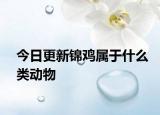 今日更新锦鸡属于什么类动物