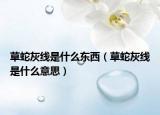 草蛇灰线是什么东西（草蛇灰线是什么意思）