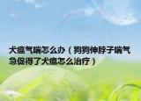 犬瘟气喘怎么办（狗狗伸脖子喘气急促得了犬瘟怎么治疗）